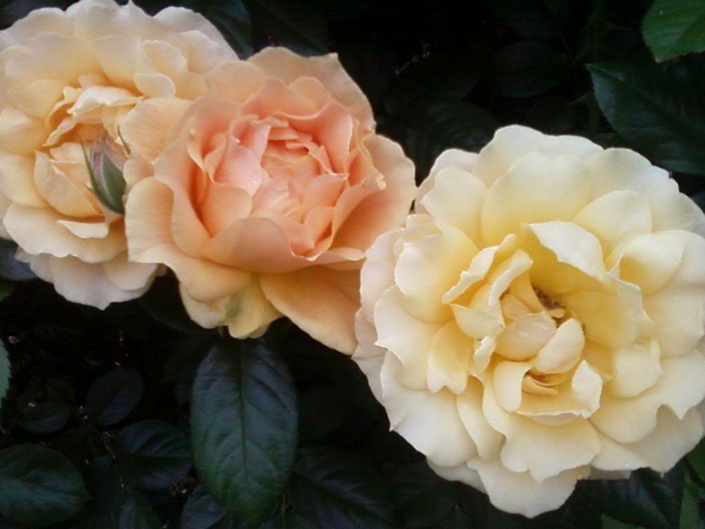  photo eg0516b_zps8226ae98.jpg