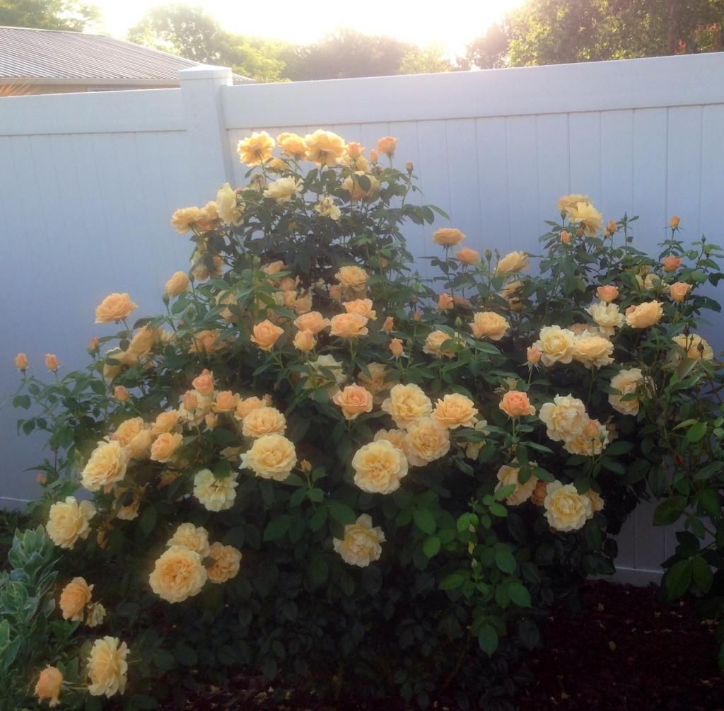 photo eg0522a_zpsea32bf3e.jpg