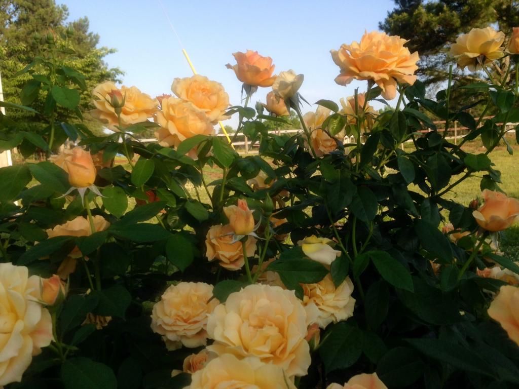  photo eg0522b_zps5e448cc1.jpg