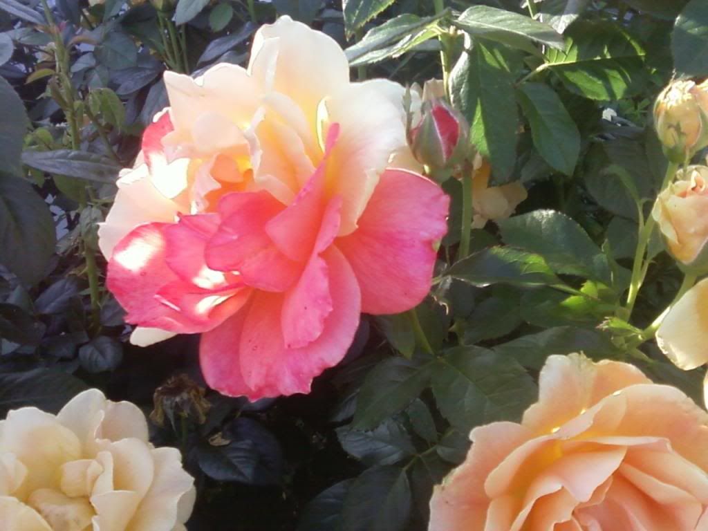 photo egle0526c_zpsf1b3833f.jpg