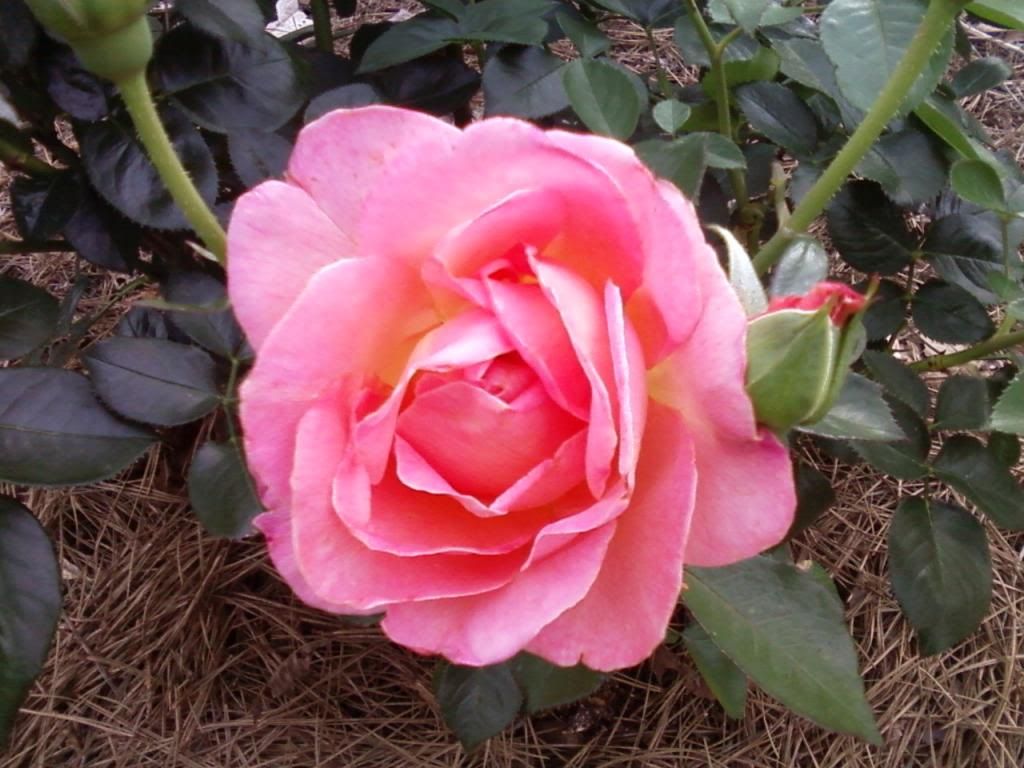 photo elle0606a_zpsb329de36.jpg