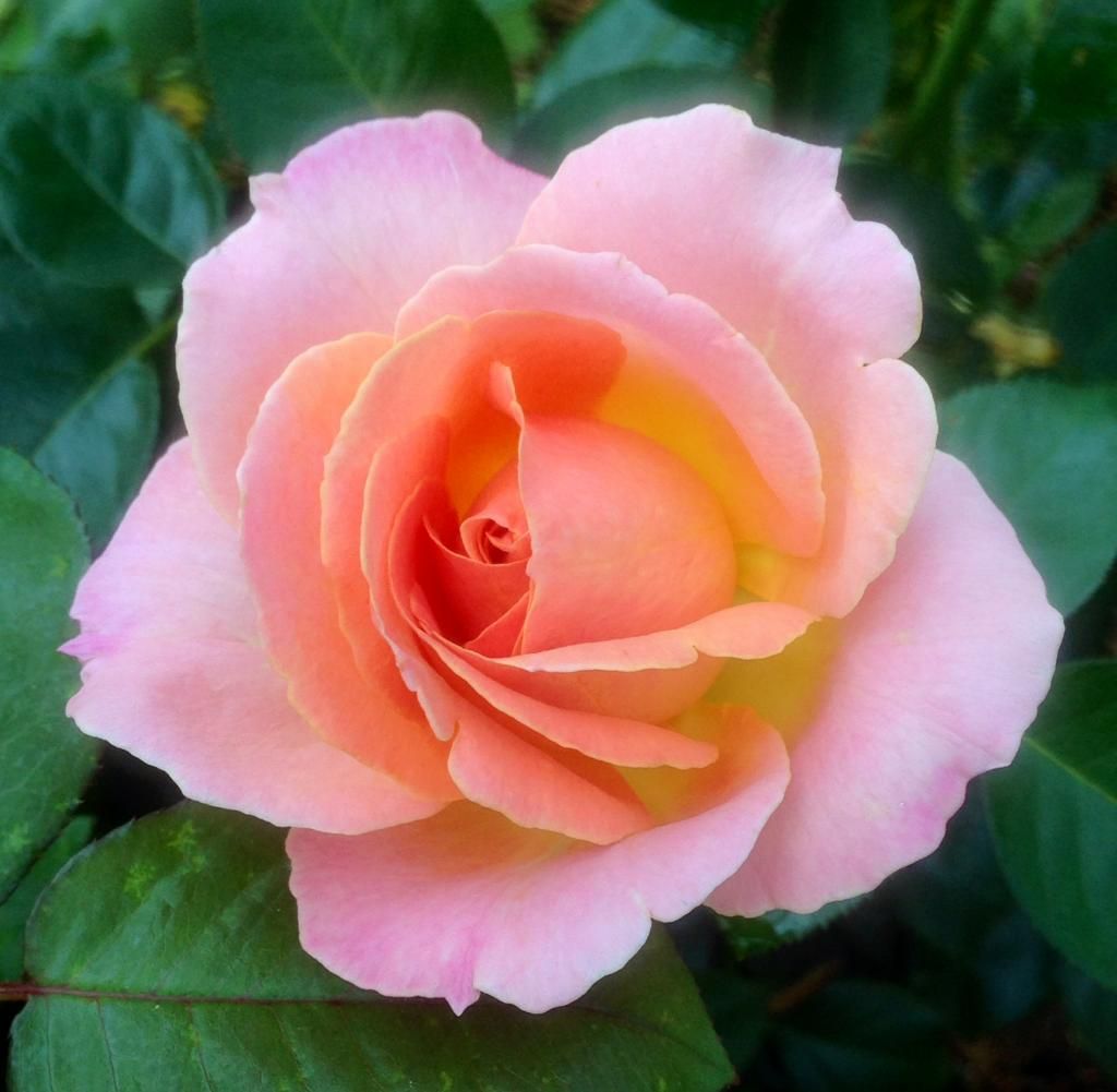 photo elle0712_zps6c6bb588.jpg