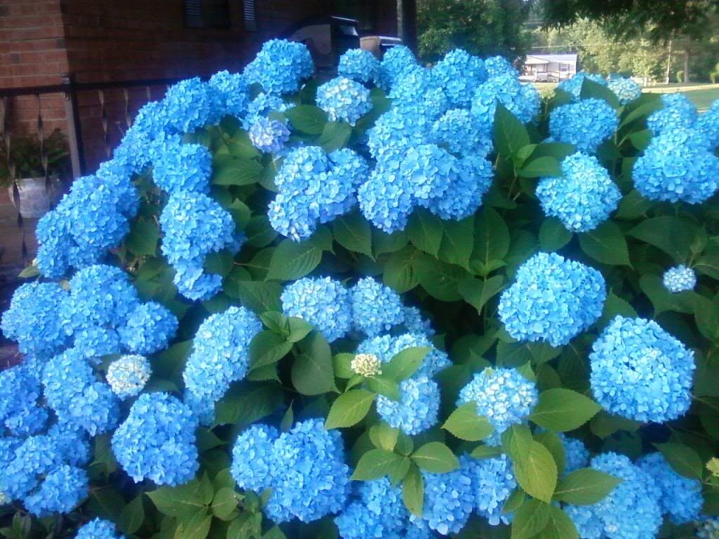  photo eshydrangea061213_zpsc8cec2bb.jpg