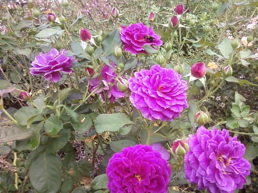  photo et080612_zps69a1e39f.jpg