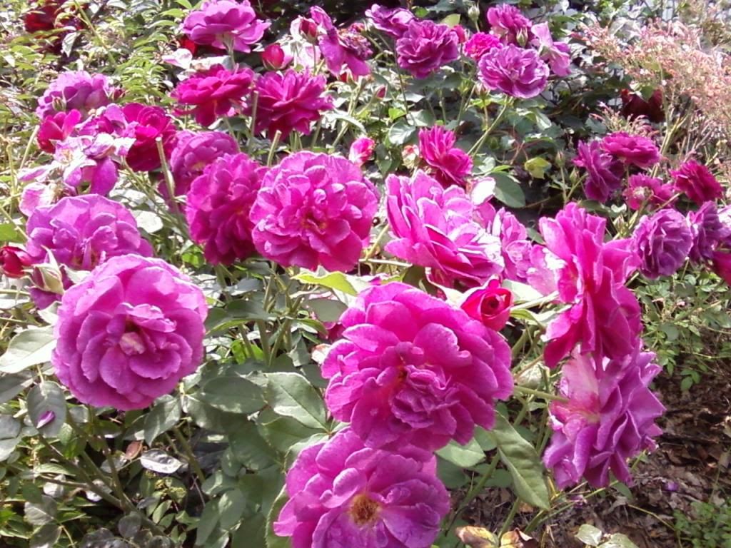  photo etaugust12a_zps2ba0d38d.jpg