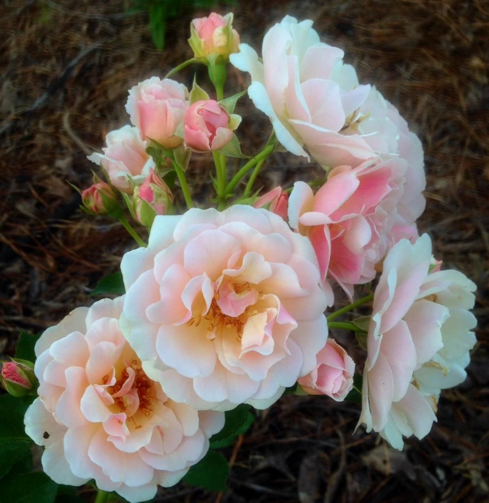  photo felicia0621_zpse8d982a7.jpg