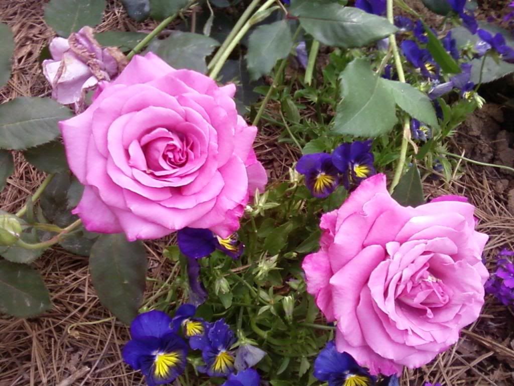  photo fp0528_zpsa636005f.jpg