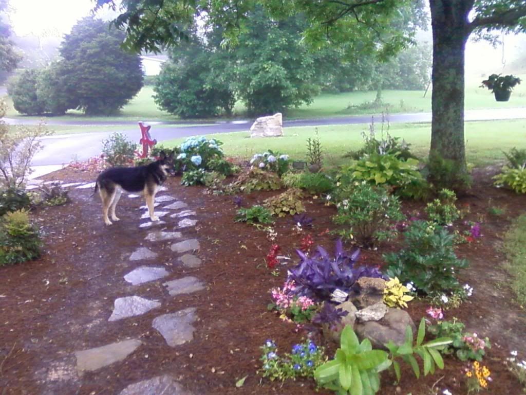  photo frontsshadeandbowser061713_zps1185bd33.jpg