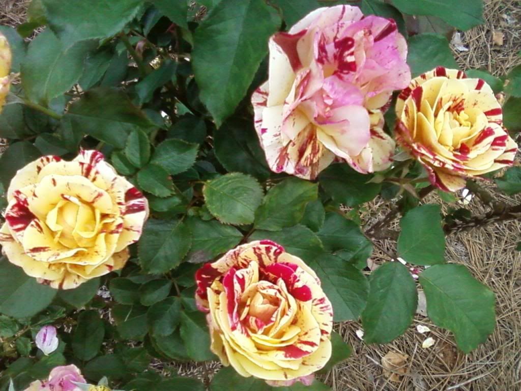  photo gb051113a_zps00e90f87.jpg