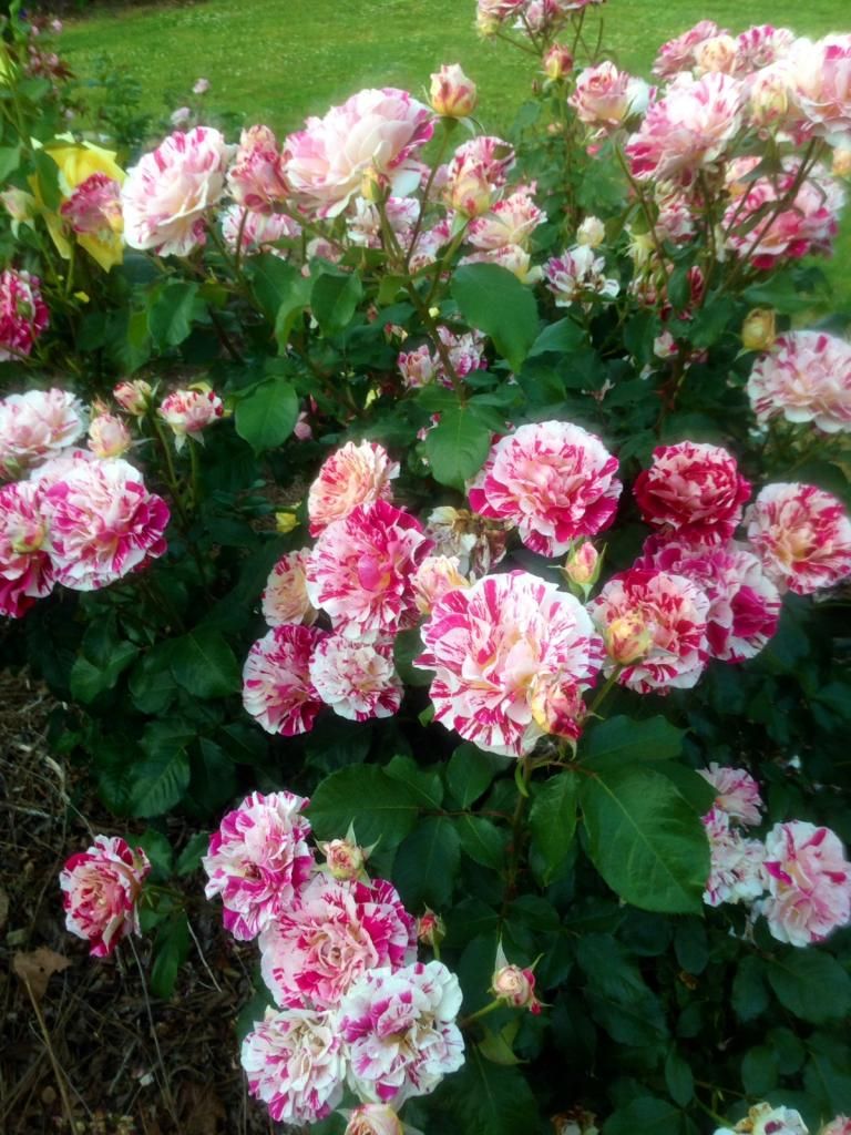  photo gb0513a_zpsb99d0e5e.jpg