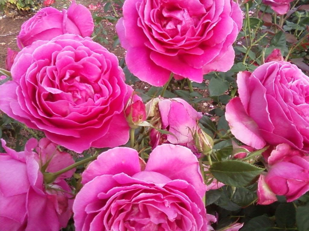  photo gd0531a_zpsd5f2e688.jpg