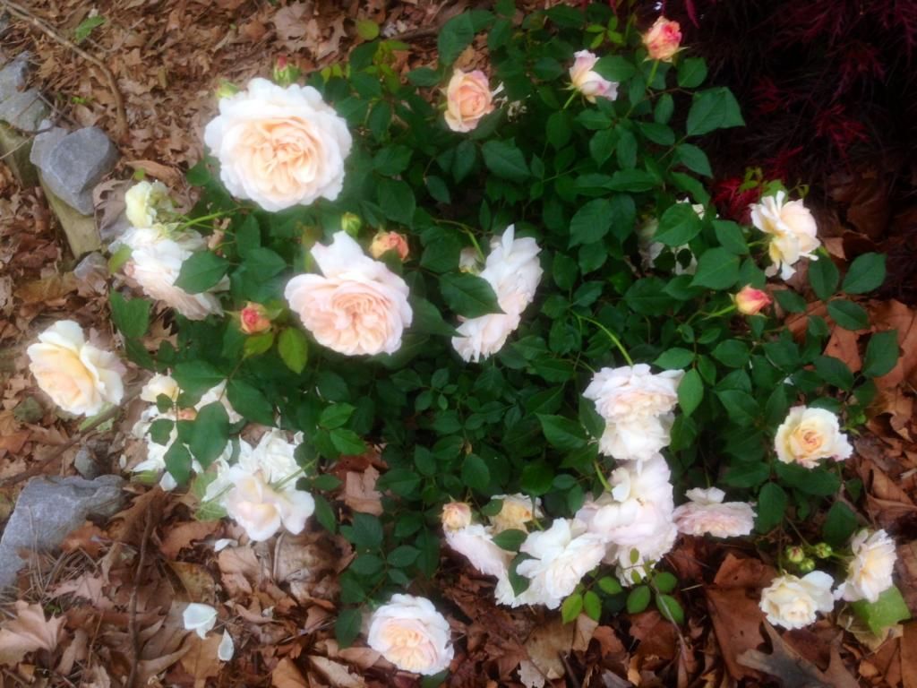  photo grussie0509a_zps695b4f29.jpg