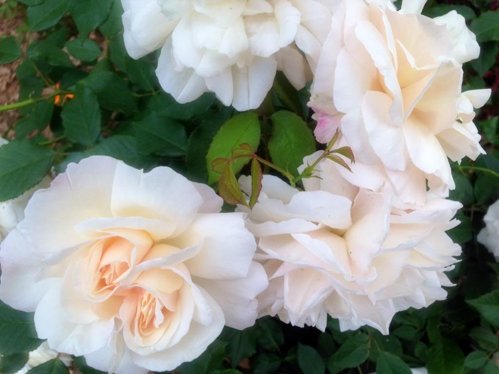  photo grussie0511b_zps803b0e75.jpg