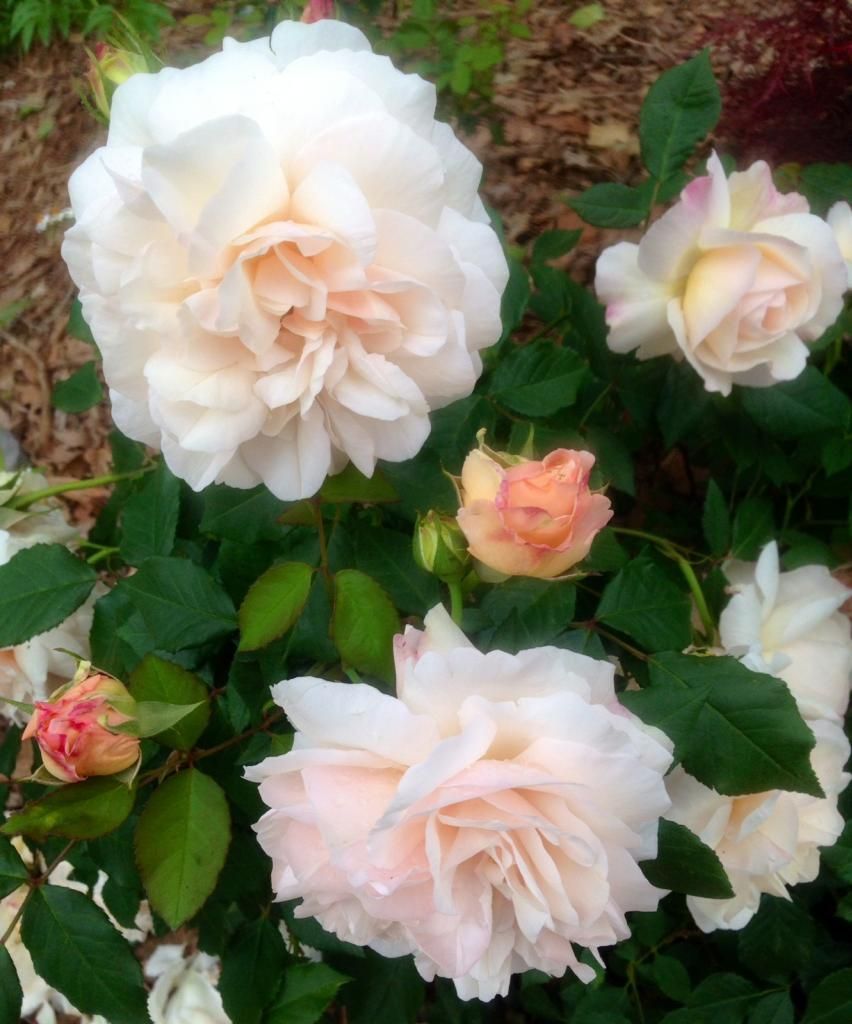 photo grussie0513_zps0d81d9c4.jpg