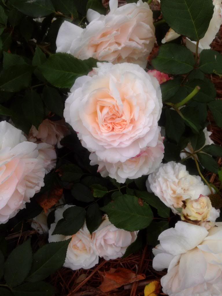  photo grussie0520_zps5e03760b.jpg