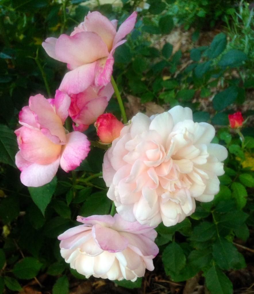  photo grussie0618_zpsb5e7ae53.jpg