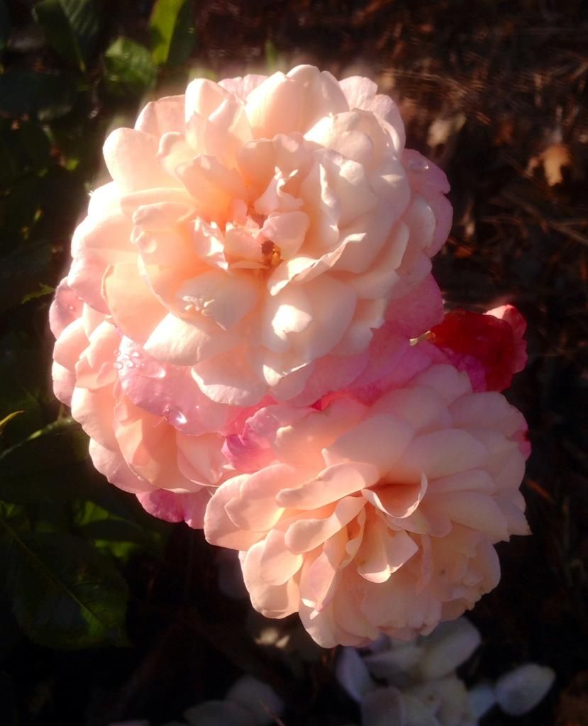  photo grussie0619a_zps0ab7b0c4.jpg