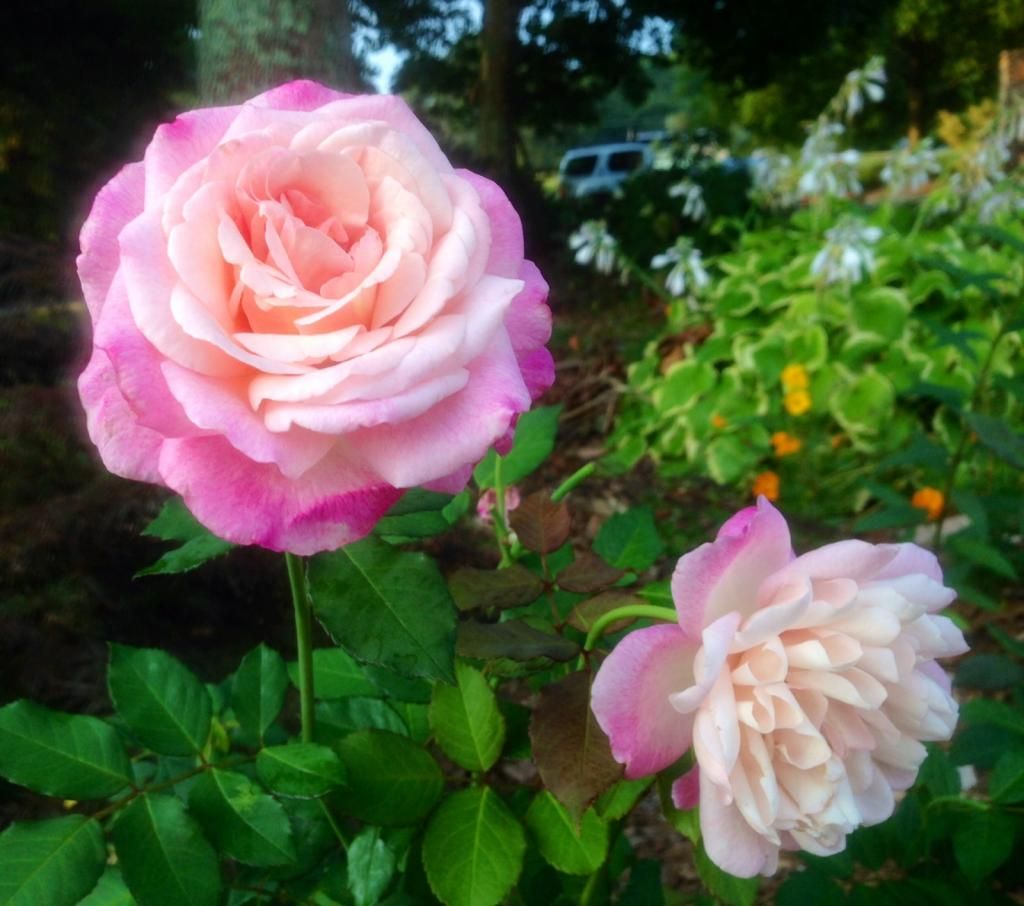  photo grussie0808b_zps08ea4618.jpg