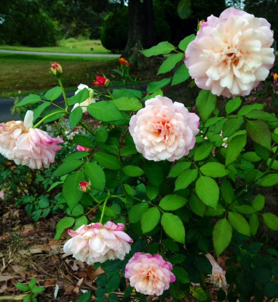  photo grussie0913a_zps29558653.jpg