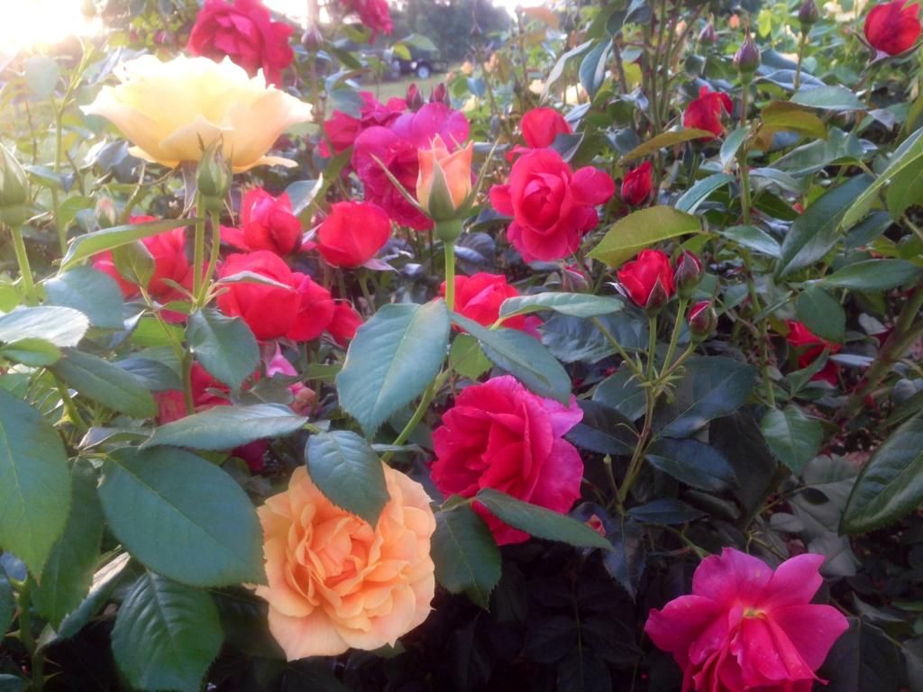 photo hc0520b_zpscd64e2ba.jpg