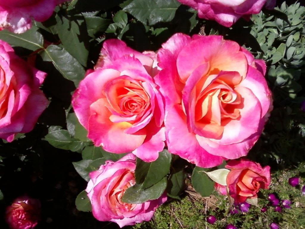  photo hog0525c_zps21266c4e.jpg