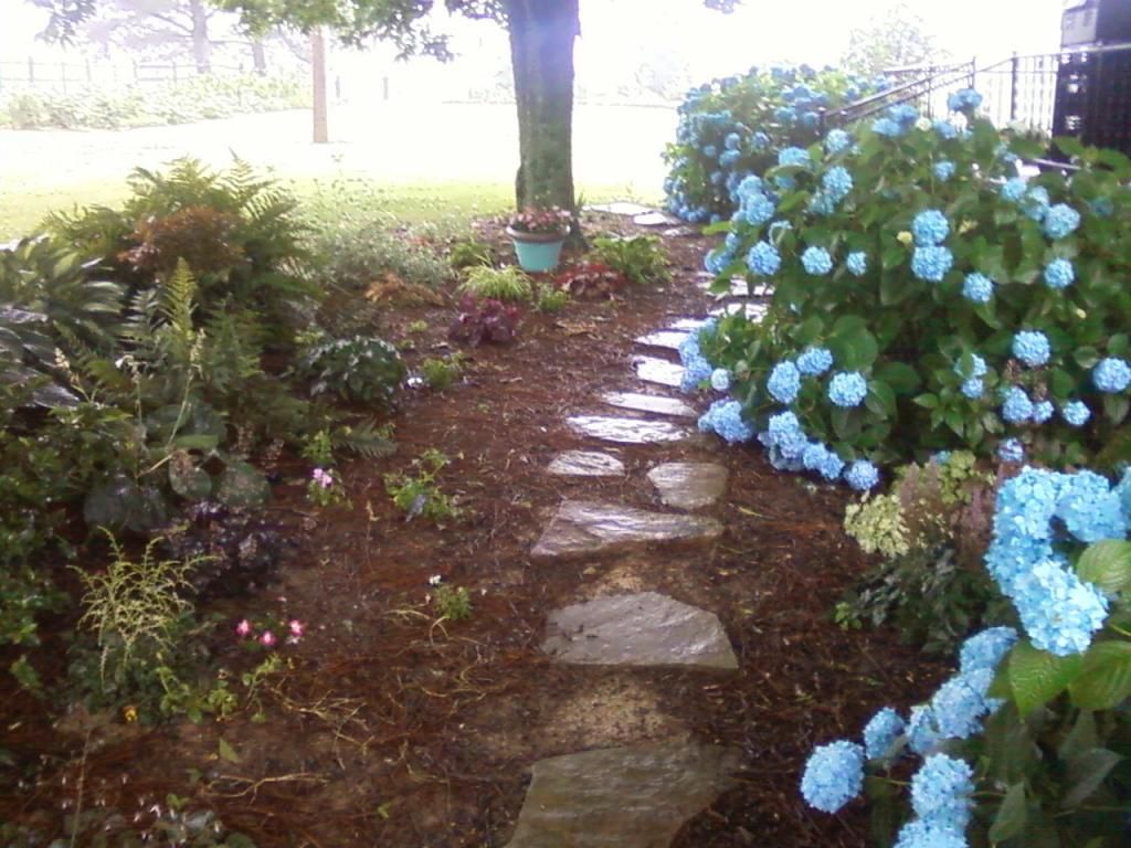  photo hydrangeas061713c_zps241bfc4b.jpg