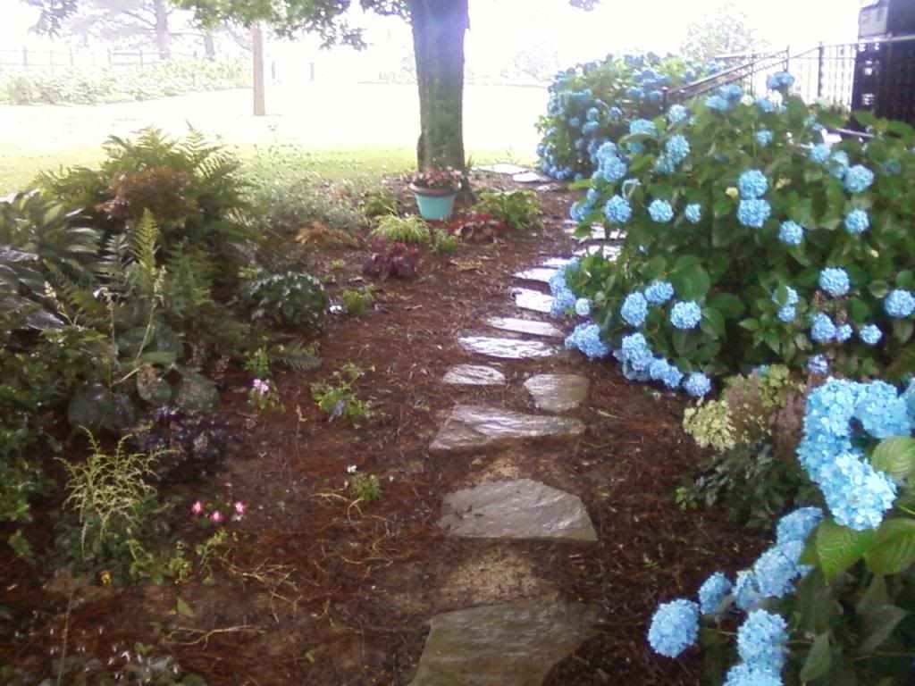  photo hydrangeas061713c_zpsdfd7f162.jpg