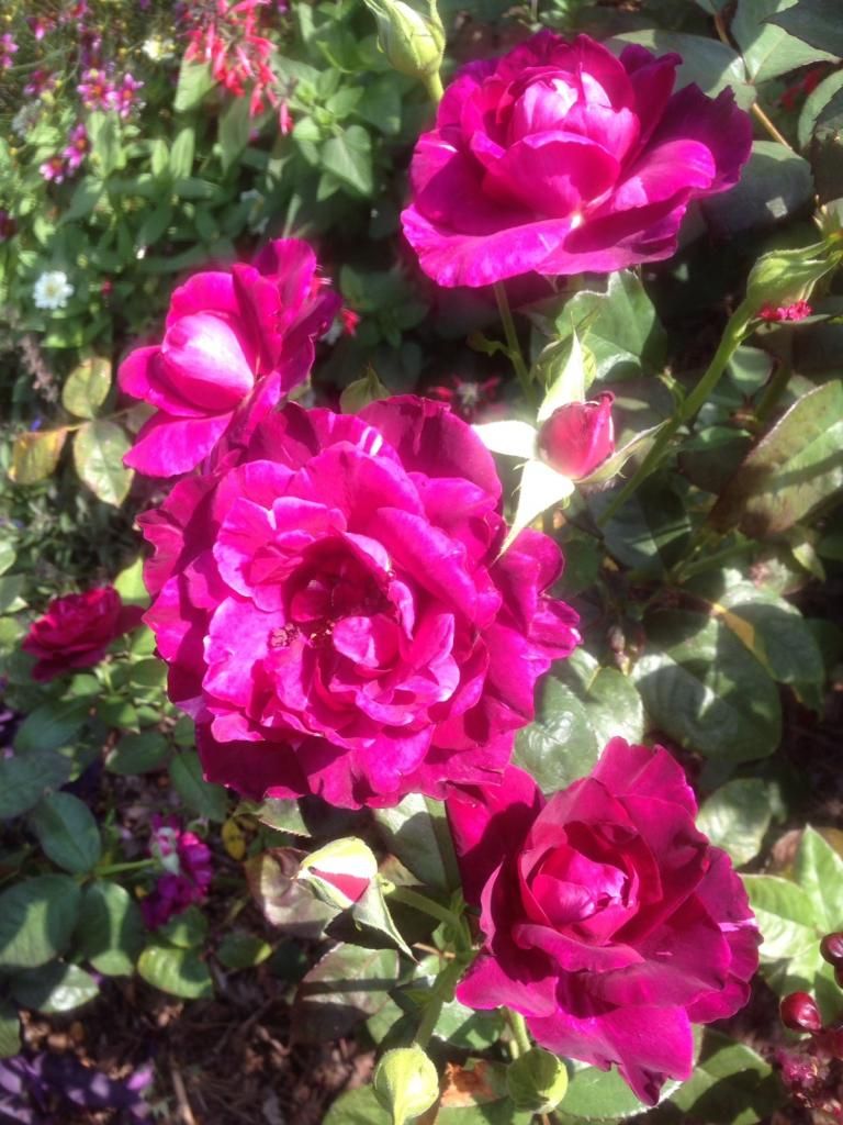 photo intrigue0726_zps0e632227.jpg