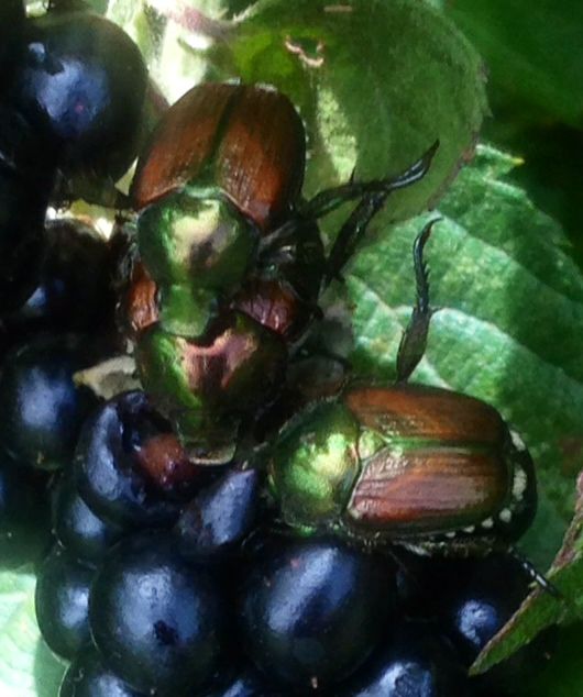  photo jb062814_zpse758e55f.jpg