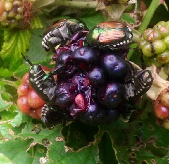  photo jb062814a_zps51801905.jpg