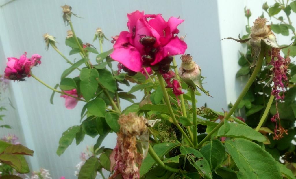  photo jb0708_zps45c85607.jpg