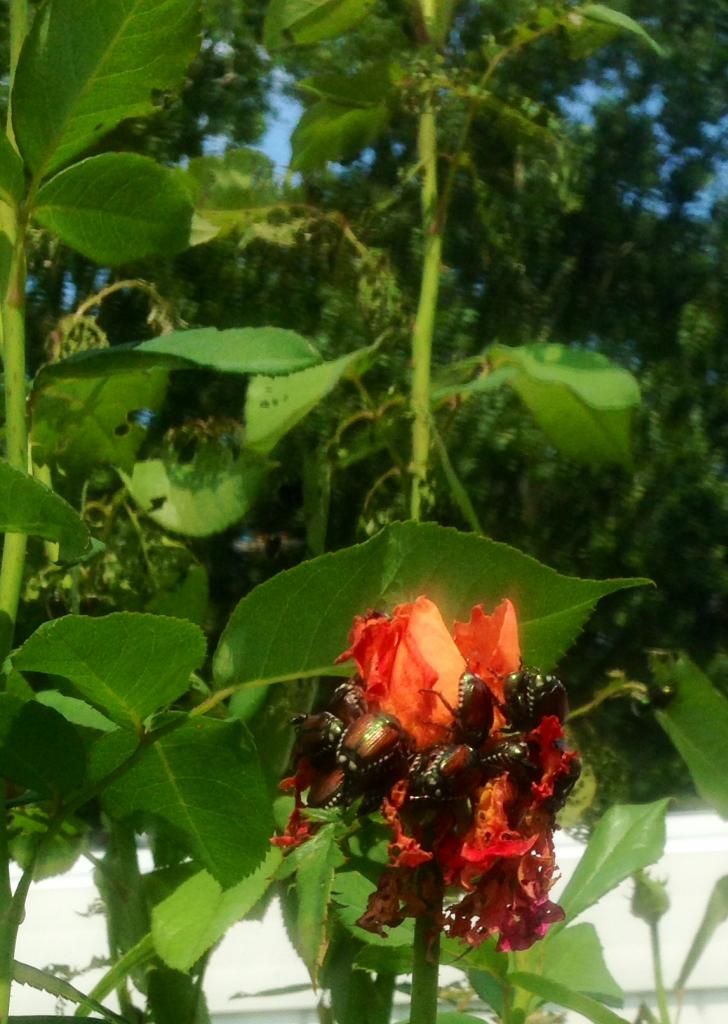  photo jb0708c_zps7a14c100.jpg