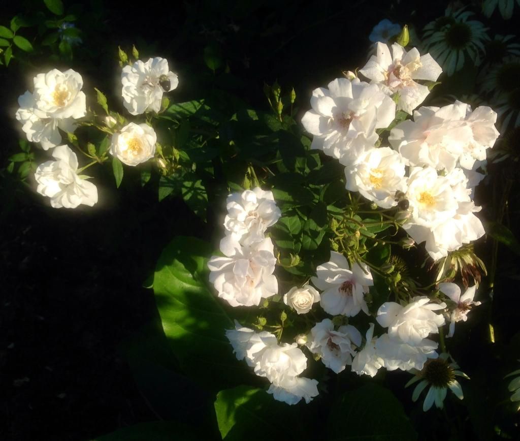  photo jda0808_zps53520594.jpg