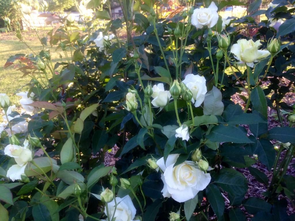  photo jfk0512_zps6d01593d.jpg