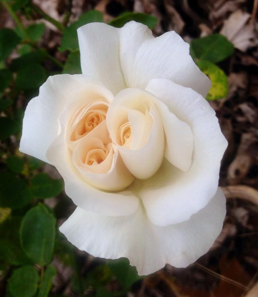  photo kpv0427h_zps7313631e.jpg