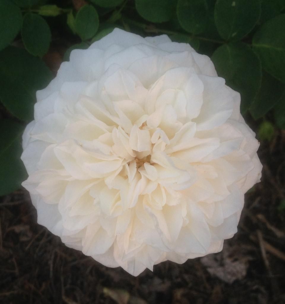  photo kpv0828a_zpsf72f45cb.jpg