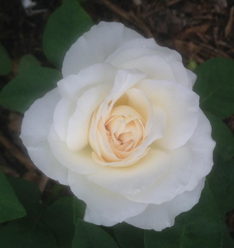  photo kpv0830c_zpsae9bf5bb.jpg