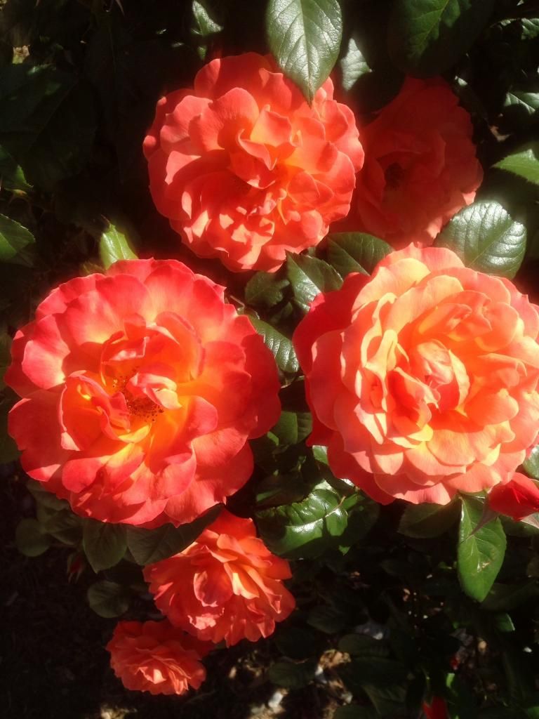 photo le0601_zps835eec9f.jpg