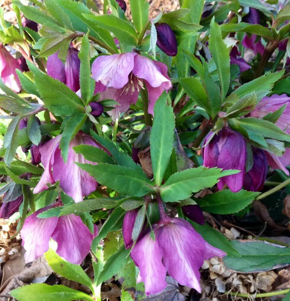  photo lentonrose030114_zps022d1e0c.jpg