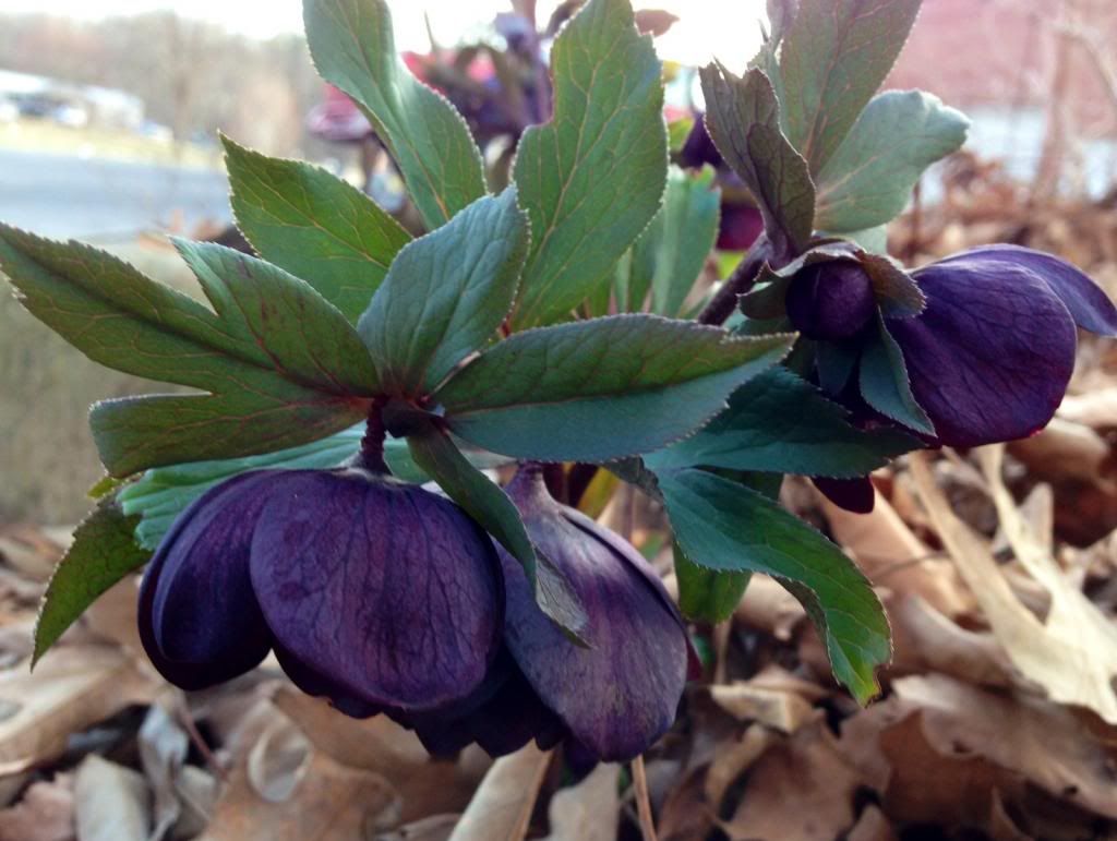  photo lentonroseblack030114_zps00143dfa.jpg