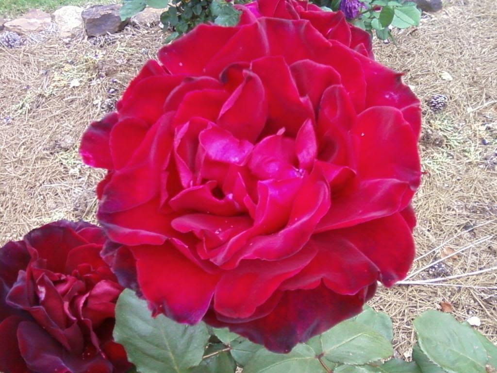 photo lp0517b_zps6d1d934c.jpg