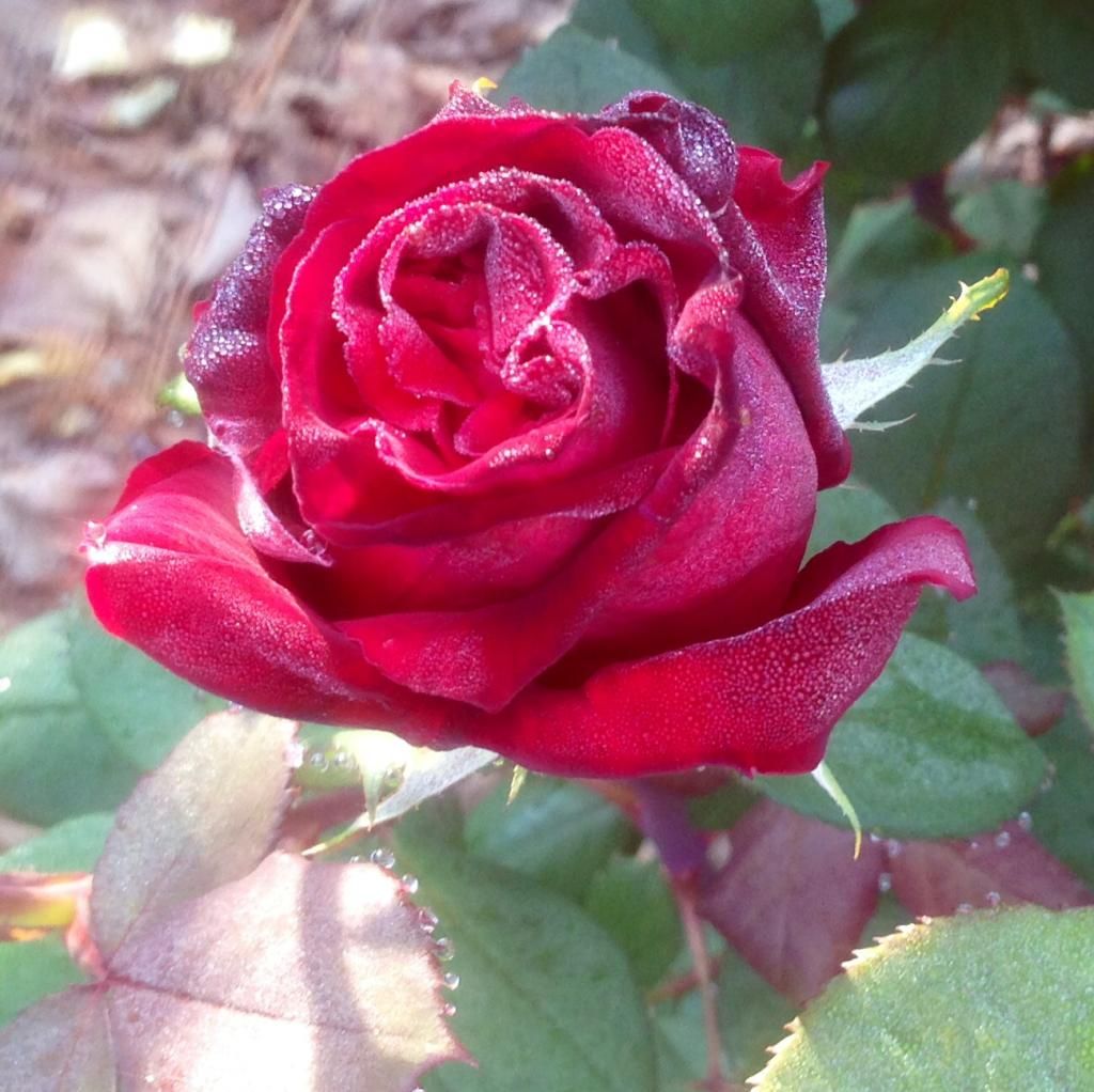 photo lp0522_zps294422ca.jpg