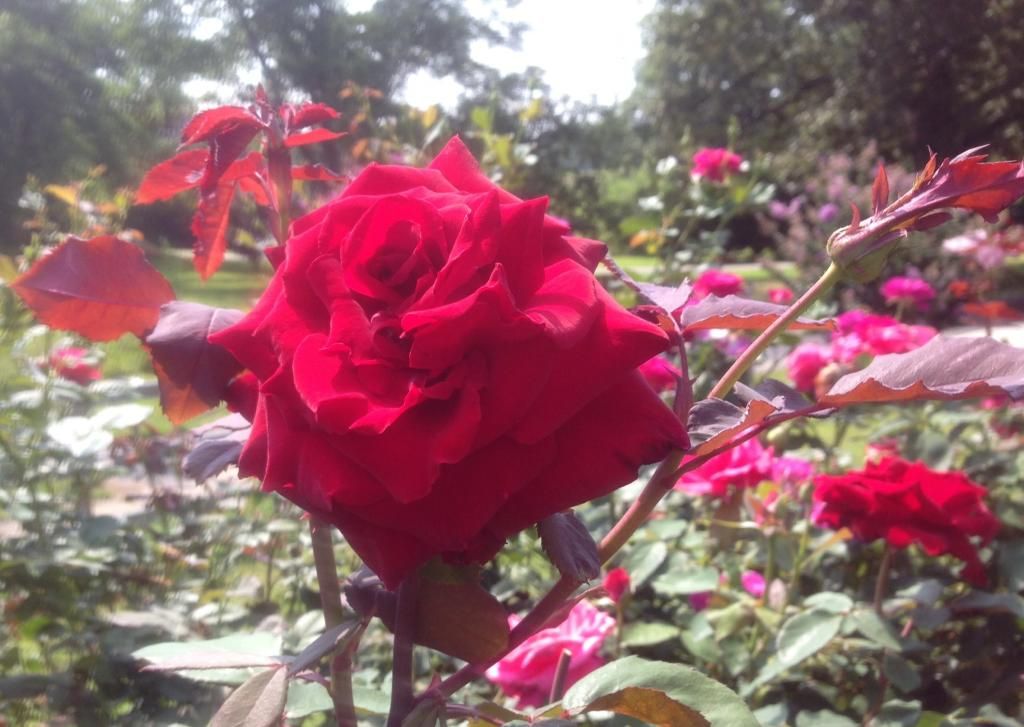 photo lp0726b_zps282624d7.jpg