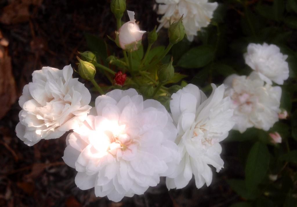  photo maryw0708_zps1badc1f0.jpg