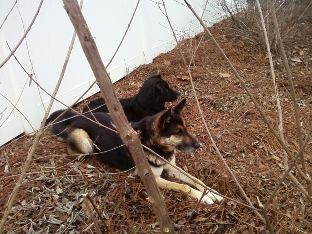 photo maxandbows011213b_zps65497b02.jpg