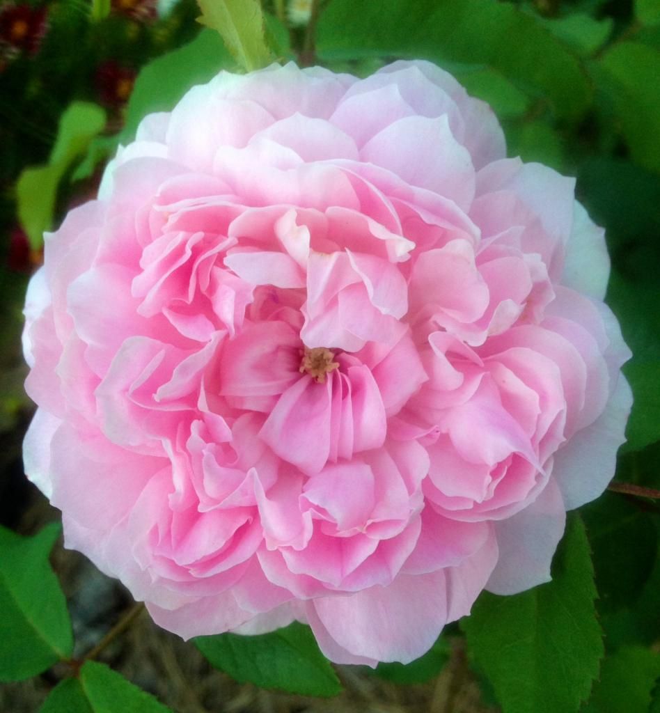 photo mb0728a_zps3ac599a8.jpg