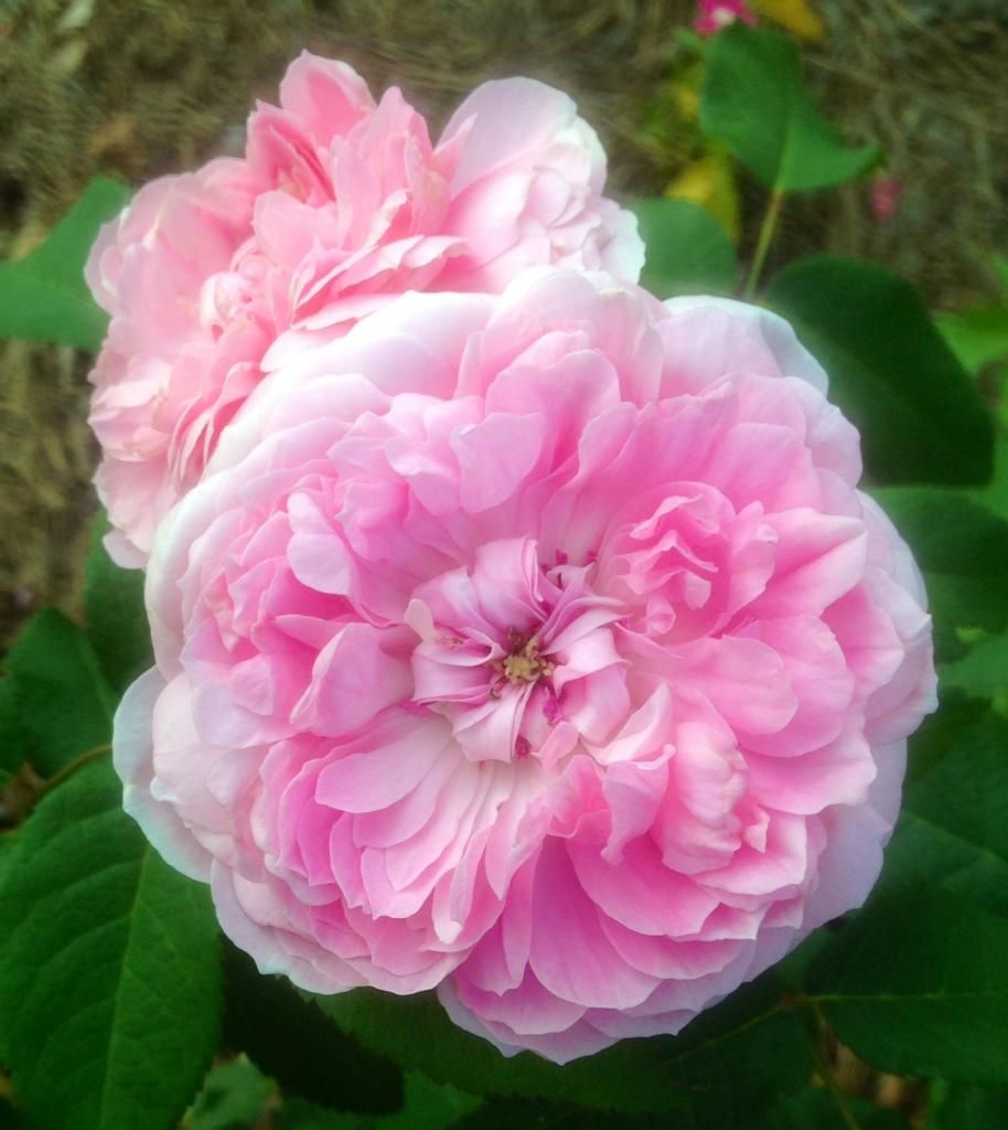  photo mb0805_zpsb91b6df4.jpg