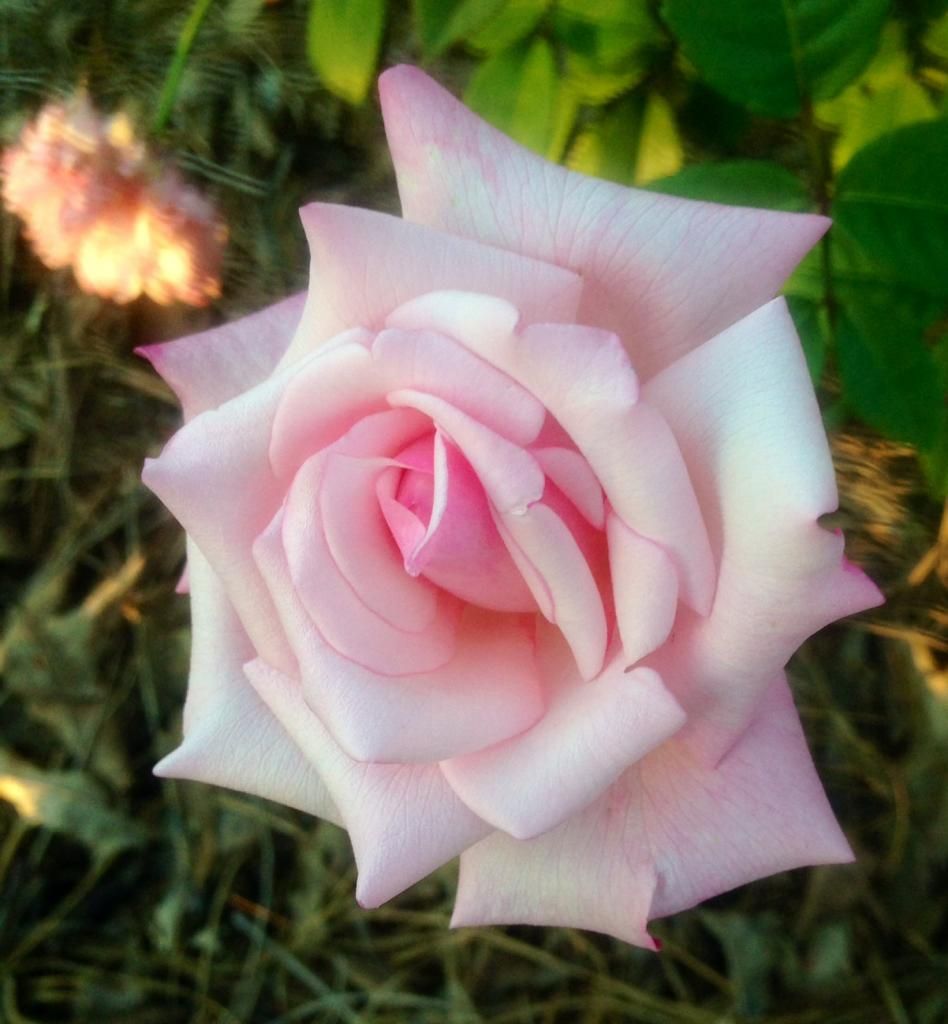 photo mc0728a_zps4549947f.jpg