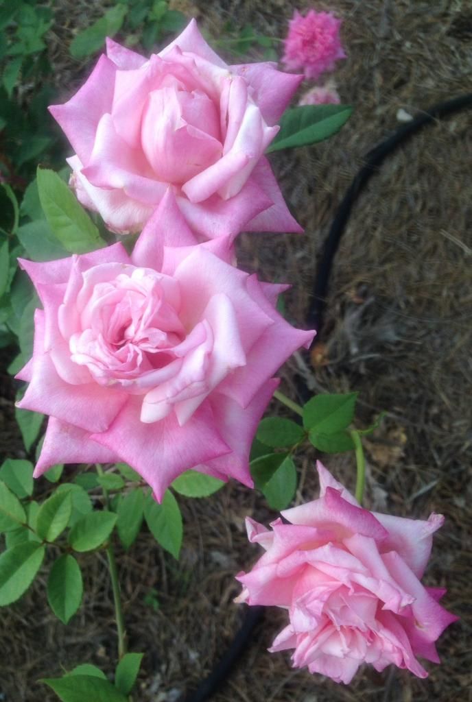  photo mc0813_zpsfa795a99.jpg