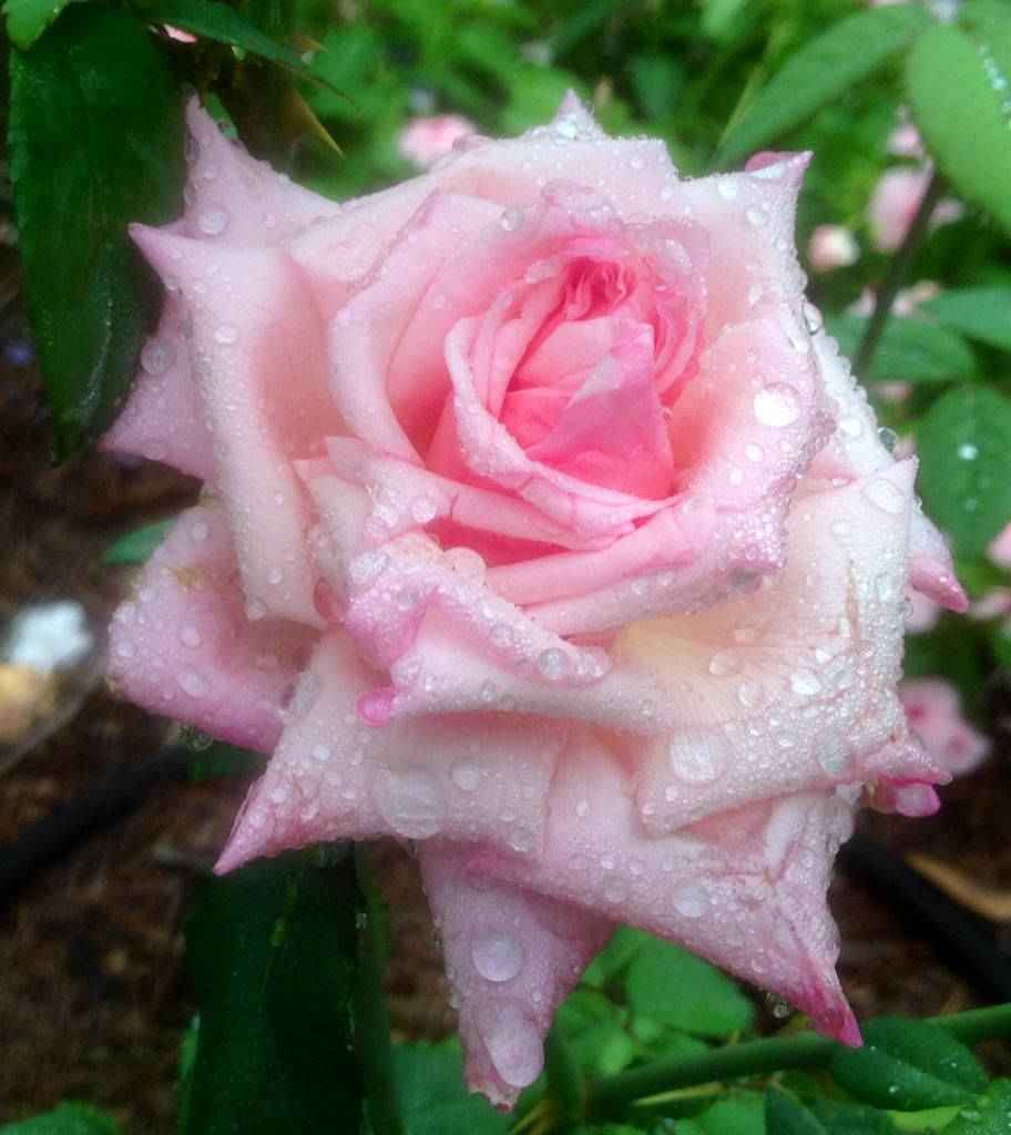  photo mc0820_zpsd287d7e8.jpg